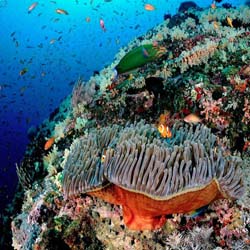 Дайвинг сафари на яхте Oman Explorer, заповедник Дайманият