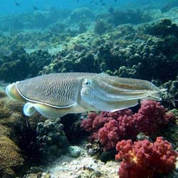 Дайвинг сафари на яхте Oman Explorer, заповедник Дайманият