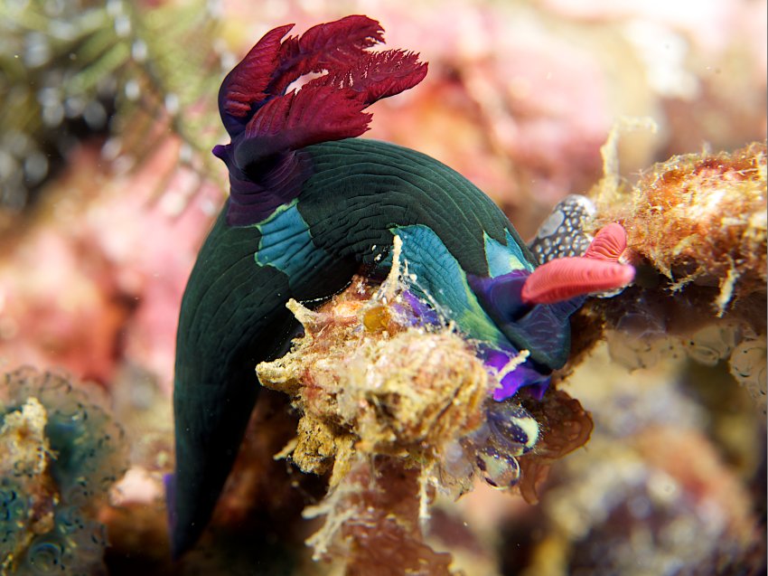 Дейли-дайвинг в роскошном СПА-отеле - 7 ночей удовольствия!