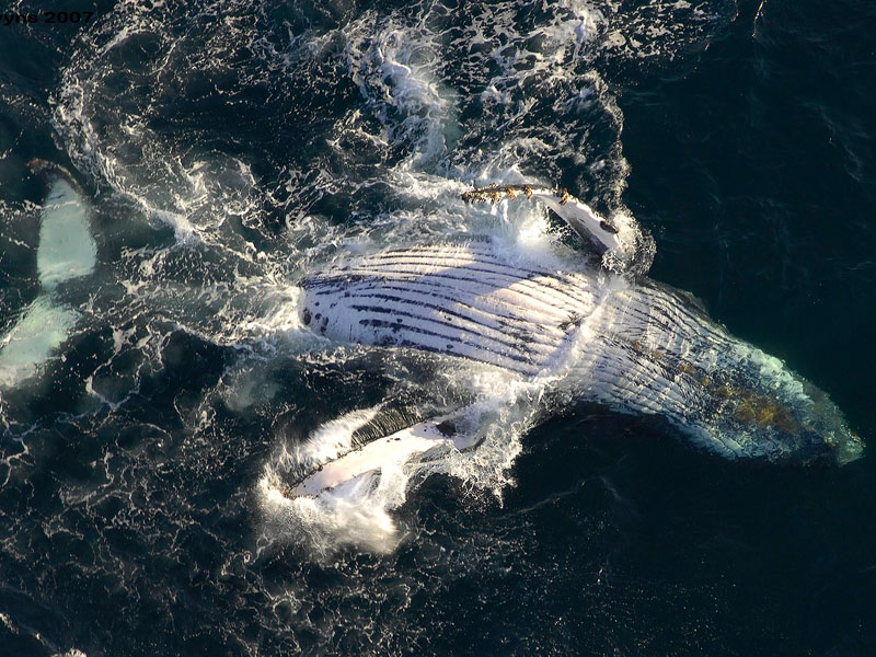 Новогодние приключения в Кейптауне, акулий дайвинг в Умкомаас, Большая пятерка в Парке Намбити