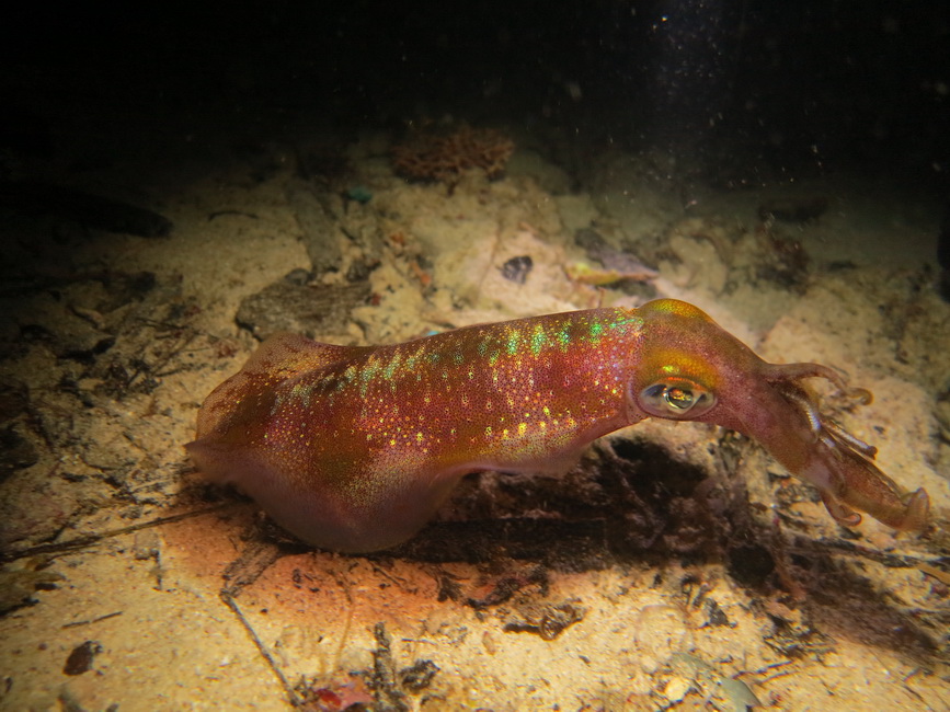 Остров Калимантан - сказочный мир Деравана. Дейли-дайвинг