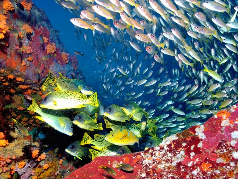 Отдых и дайвинг на Носи-Бе. 7 ночей