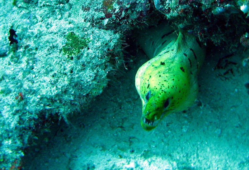 Маршрут Лучшее на Мальдивах на яхте класса люкс SCUBASPA. Дайвинг, йога и SPA