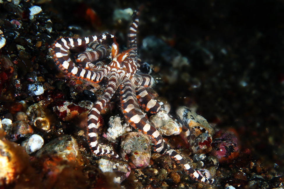 Экспедиция в сердце Индонезии: Раджа Ампат - Тритон Бэй