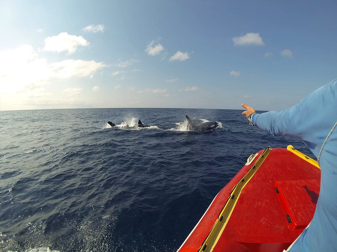 Кейптаун, дейли-дайвинг Содвана Бэй и Понта ду Оро + сафари с Большой пятеркой