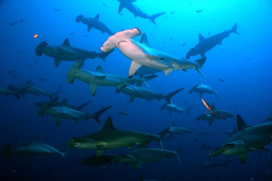 Галапагосы и острова Darwin и Wolf на борту Galapagos Aggressor III