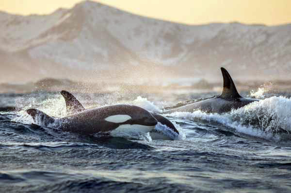 VIP Сахалин и Курильские острова: Загадки Итурупа