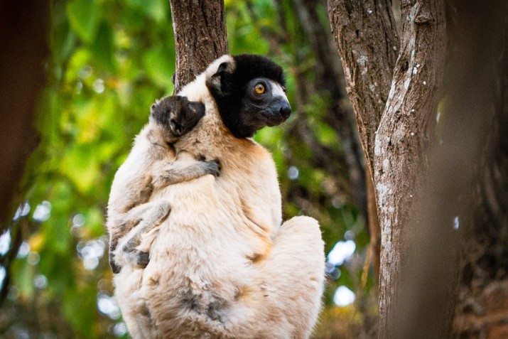 Отдых и дайвинг на Носи-Бе. 7 ночей