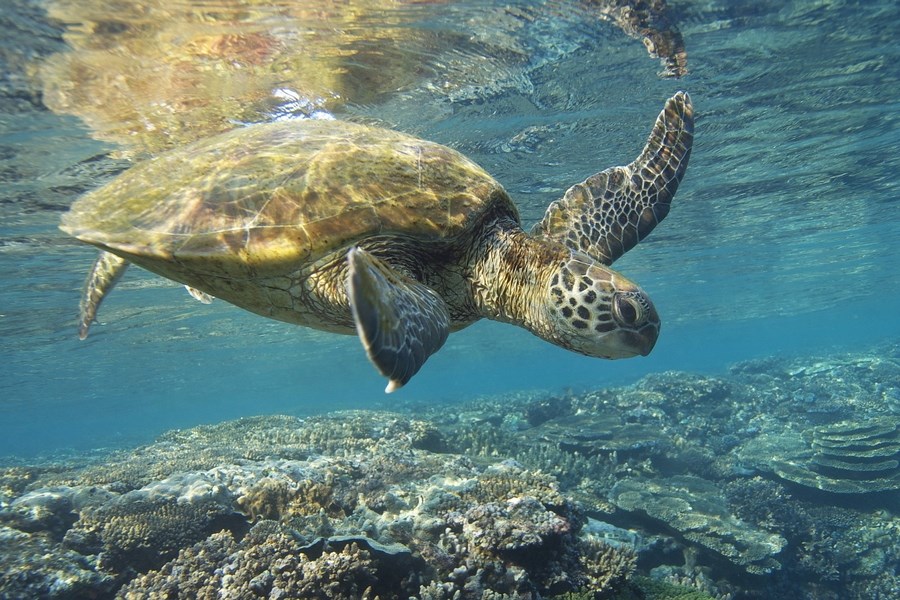 Галапагосы и острова Darwin и Wolf на борту Galapagos Aggressor III