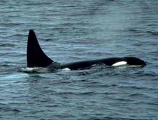 Титовка 4 ночи