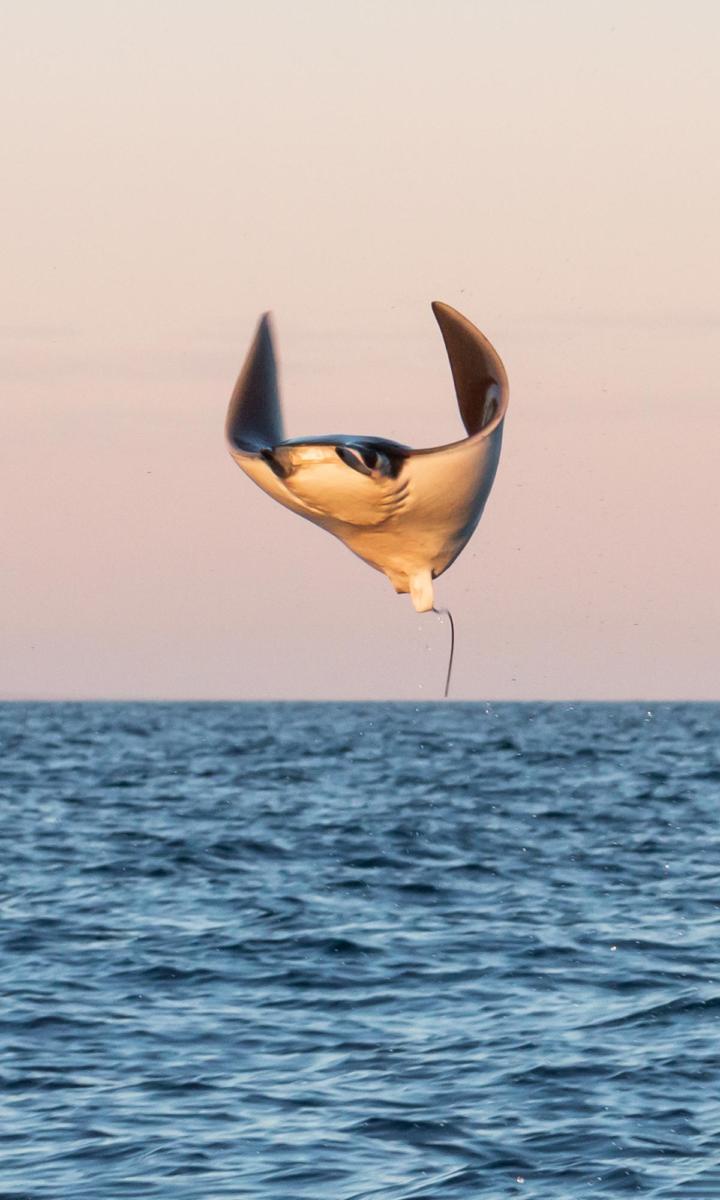 Сокорро - Мексиканские Галапагосы 10 ночей