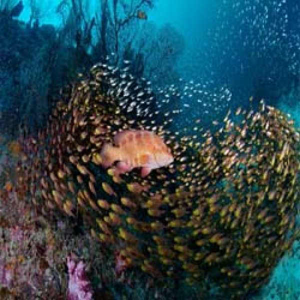 Лучшие дайв-сайты Юга Андаманского моря