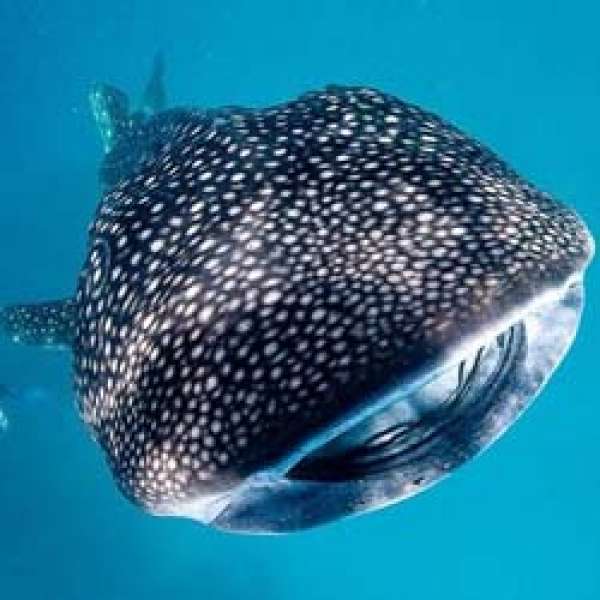 Лучшие локации Центральных атоллов