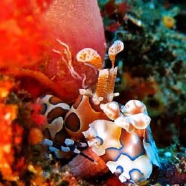 Лучшие дайв-сайты Юга Андаманского моря