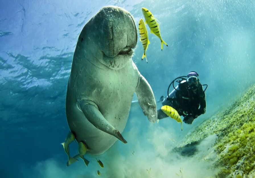 527666440bigstock-dugong-aka-sea-cow-72651757.jpg