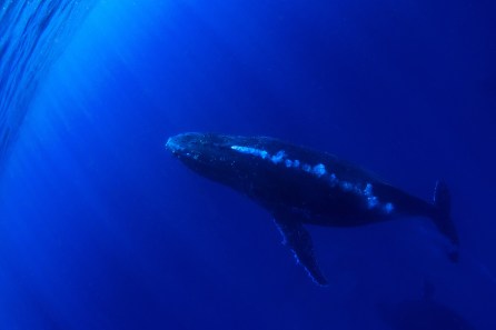 1018409850bigstock-Humpback-Whale-underwater-195787801.jpg