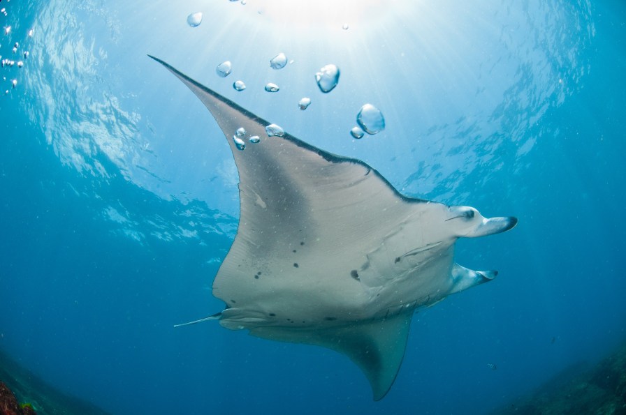 1488937865bigstock-Soaring-manta-ray-19678721.jpg