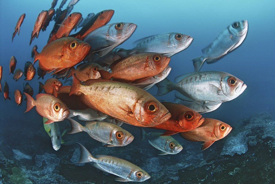 743376642bigstock-Mozambique-Indian-Ocean-scho-159917891.jpg