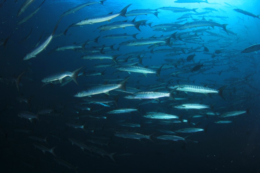 1180179449bigstock-Barracuda-fish-school-in-ocean-224510728.jpg