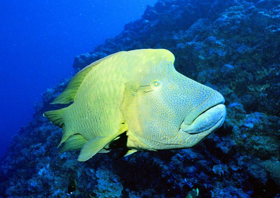 Дейли-дайвинг в роскошном СПА-отеле - 7 ночей удовольствия!