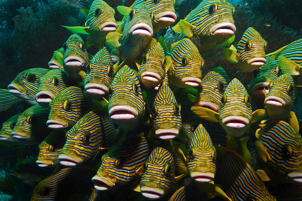 Остров Калимантан - сказочный мир Деравана. Дейли-дайвинг