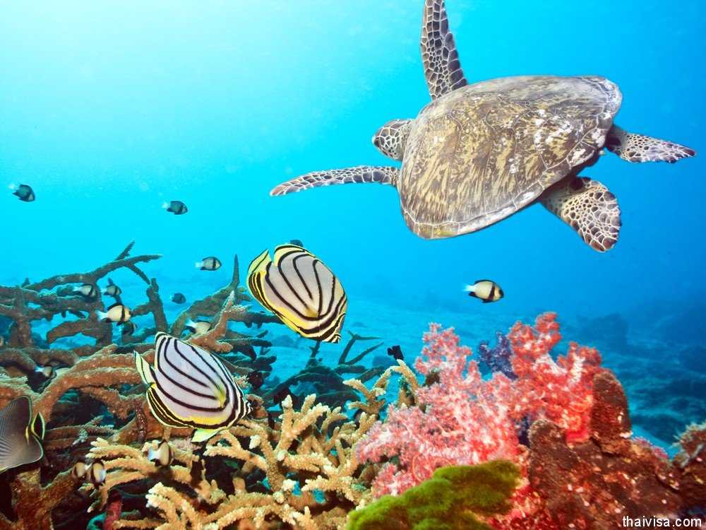 Невероятные Мальдивы: всё самоё лучшее