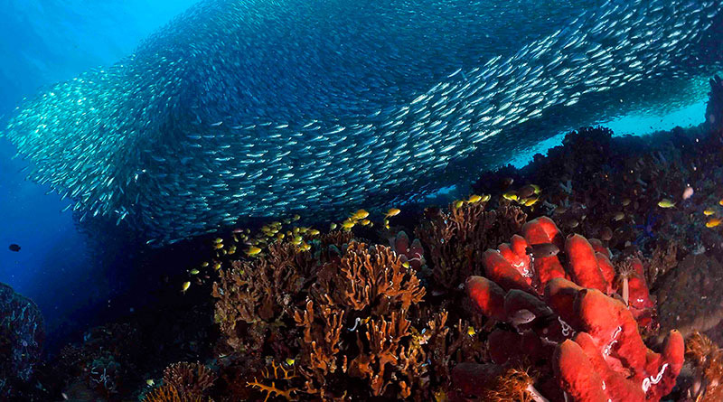 Дейли-дайвинг в роскошном СПА-отеле - 7 ночей удовольствия!