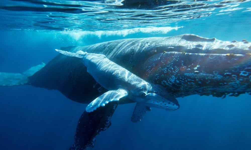 Сокорро - Мексиканские Галапагосы 10 ночей