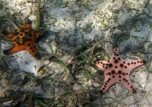 Экспедиция в сердце Индонезии: Раджа Ампат - Тритон Бэй