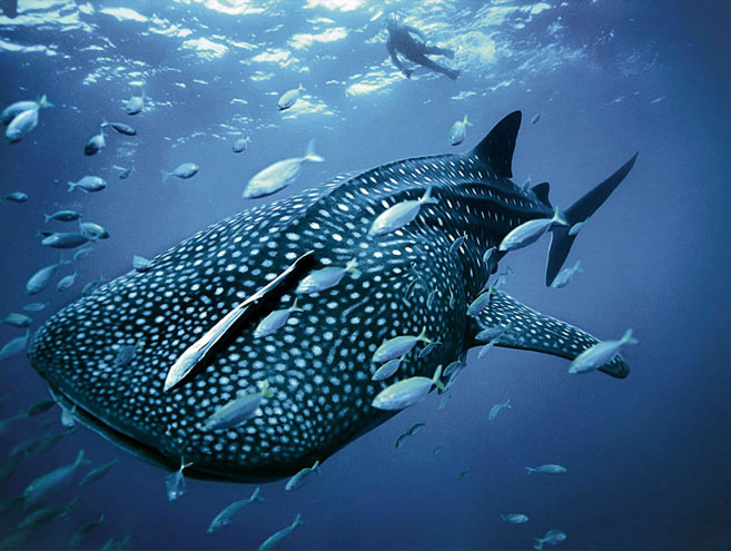 Галапагосы и острова Darwin и Wolf на борту Galapagos Aggressor III