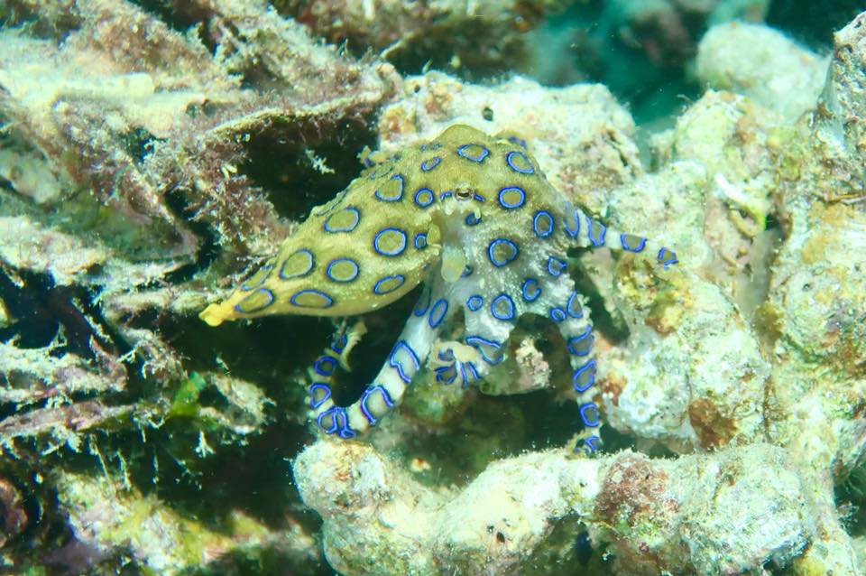 Дейли-дайвинг в роскошном СПА-отеле - 7 ночей удовольствия!