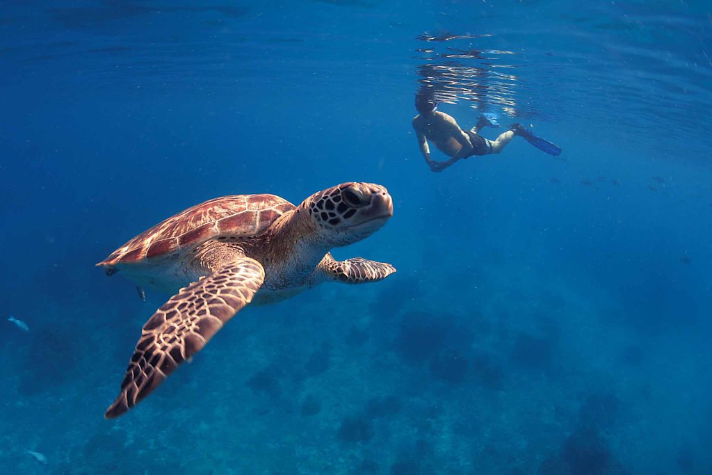 Экспедиция в сердце Индонезии: От залива Тритон до островов пряностей Амбон