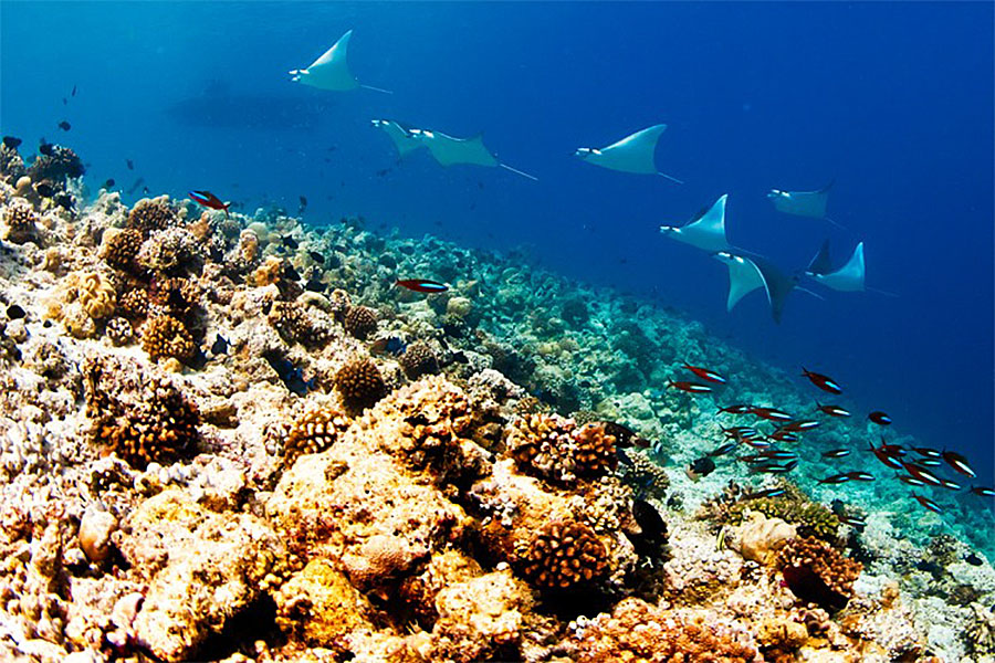 Маршрут Лучшее на Мальдивах на яхте класса люкс SCUBASPA. Дайвинг, йога и SPA