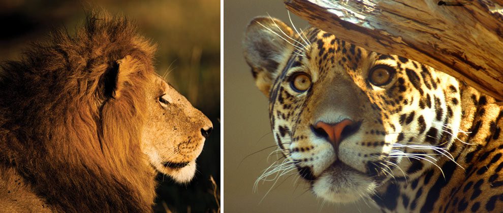 Кейптаун, дейли-дайвинг Содвана Бэй и Понта ду Оро + сафари с Большой пятеркой