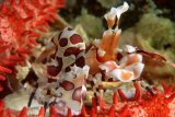 Подводные красоты островов Симилан и Сурин