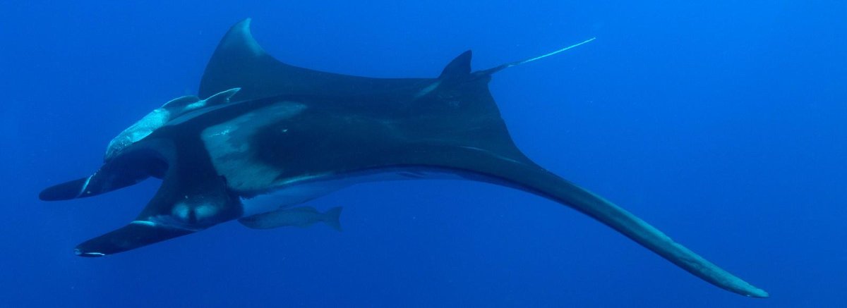 Сокорро - Мексиканские Галапагосы