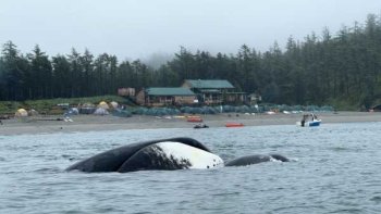 База Китовая