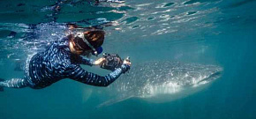 Китовые акулы в море Кортеса