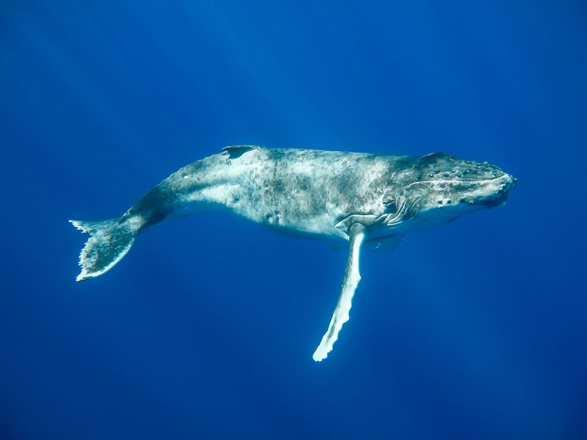 Горбатые киты Королевства Тонга и акулы Республики Фиджи