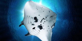 Остров Калимантан - сказочный мир Деравана. Дейли-дайвинг