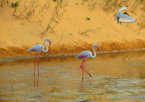 Дейли-дайвинг Содвана Бэй + Понта ду Оро + парки c животными