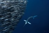 Большой круиз в море Кортес: Ла-Пас и Лорето на 7 ночей