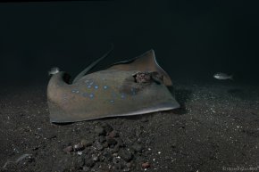 Курс SSI Night Diving & Limited Visibility Ночные погружения & Погружения в условиях ограниченной видимости