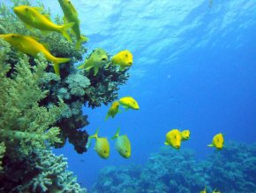 Сафари на новой яхте Red Sea Aggressor V - Дальний Юг острова Роки и Забаргад