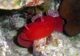 Затонувшие корабли и рифы в северной части Красного моря