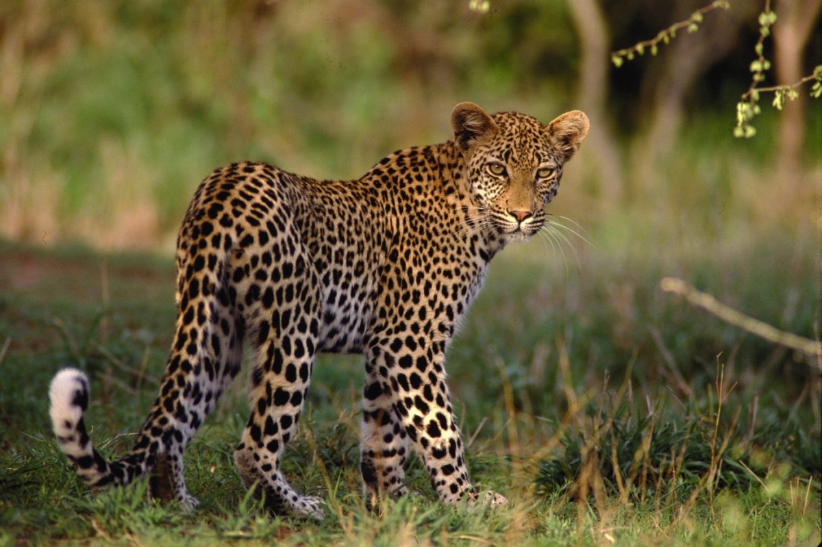Новогодние приключения в Кейптауне, акулий дайвинг в Умкомаас, Большая пятерка в Парке Намбити