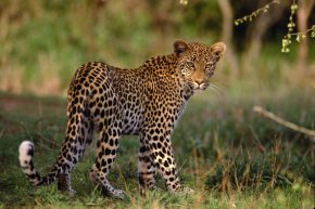 Новогодние приключения в Кейптауне, акулий дайвинг в Умкомаас, Большая пятерка в Парке Намбити