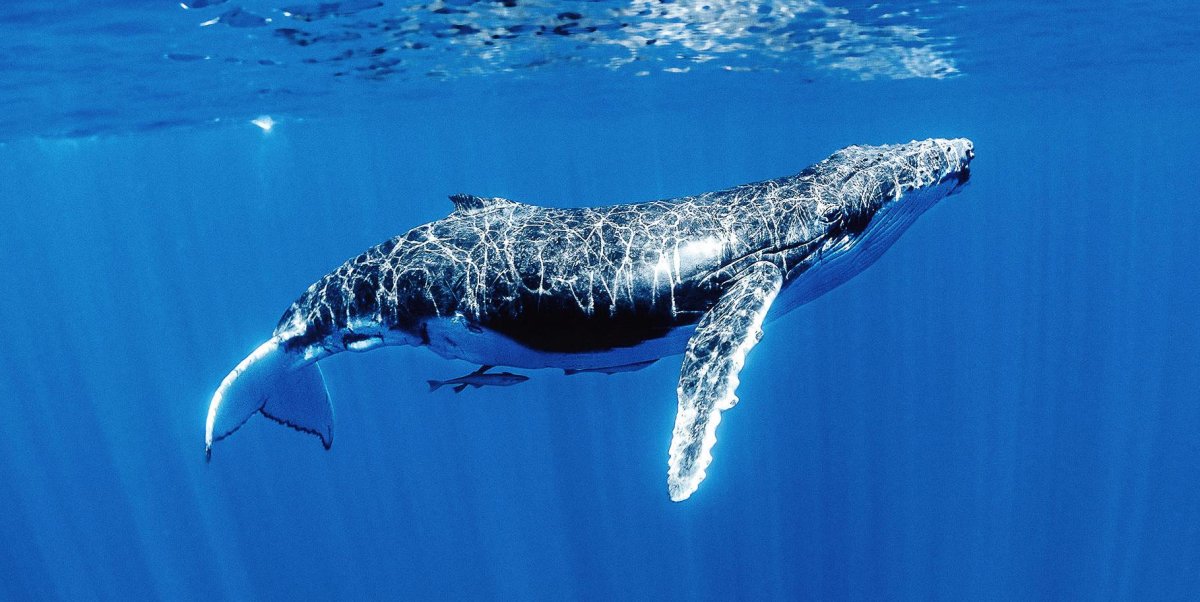 Акулий дайвинг на Фиджи + плавание с горбатыми китами в Тонга