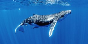 Акулий дайвинг на Фиджи + плавание с горбатыми китами в Тонга