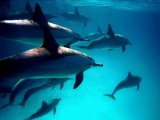 Сафари на новой яхте Red Sea Aggressor V - Дальний юг и Эльба Риф